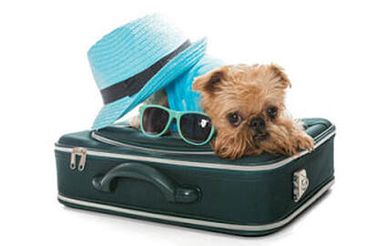 dog air travel